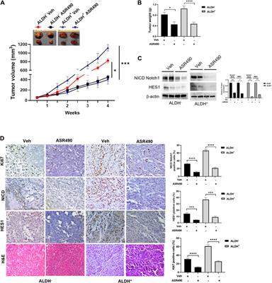 Corrigendum: A small molecule inhibitor of Notch1 modulates stemness and suppresses breast cancer cell growth